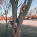 Tree bears by cam365pix