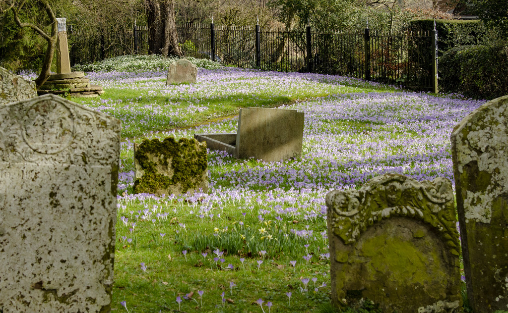 Lovely Crocuses by clivee
