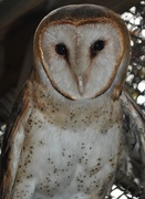 18th Feb 2021 - Day 49:  Minerva the Barn Owl