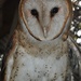 Day 49:  Minerva the Barn Owl by jeanniec57