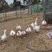 February Series - A month of Pigeon Farms Pets (26) by kgolab
