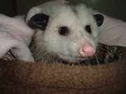 19th Feb 2021 - Day 50: Blue: Virginia Opossum