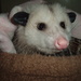 Day 50: Blue: Virginia Opossum by jeanniec57