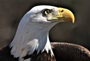 23rd Feb 2021 - Day 54:  American Bald Eagle