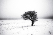 26th Feb 2021 - Tree in snow