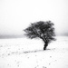 Tree in snow by fueast
