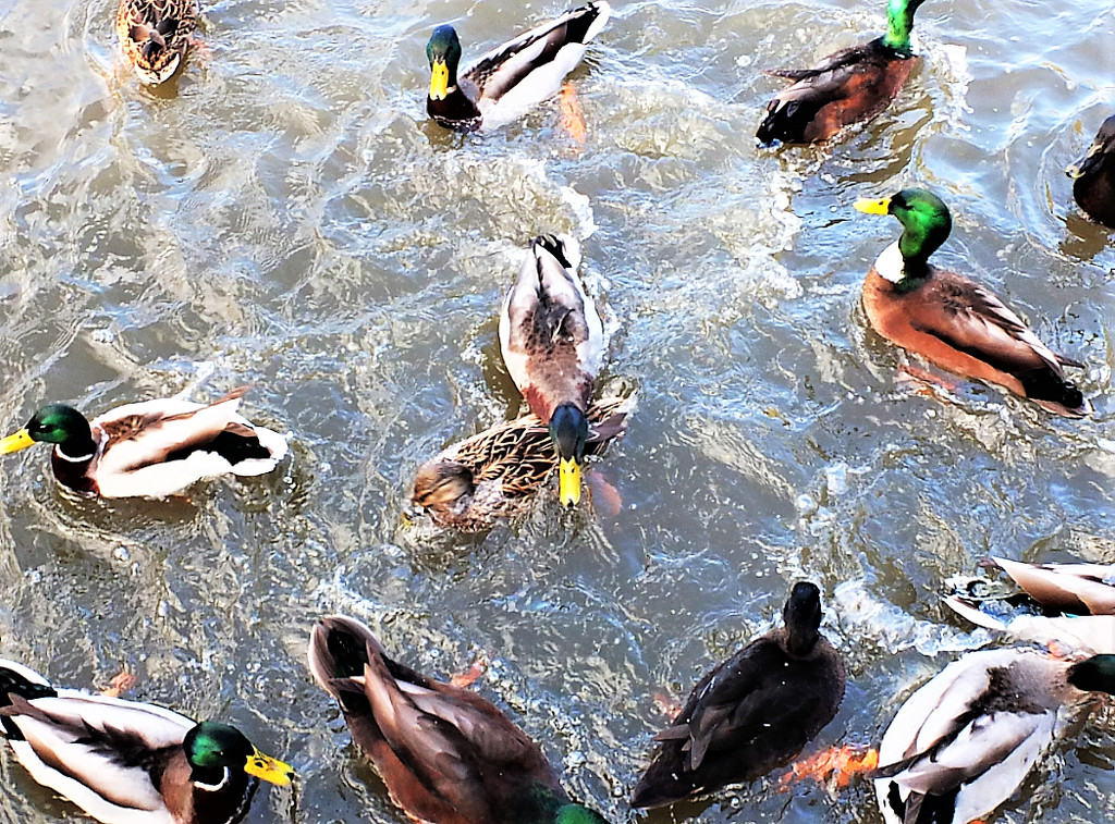 Duck frenzy!  by bigmxx