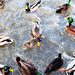 Duck frenzy!  by bigmxx