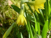 25th Feb 2021 - Mini daffodils