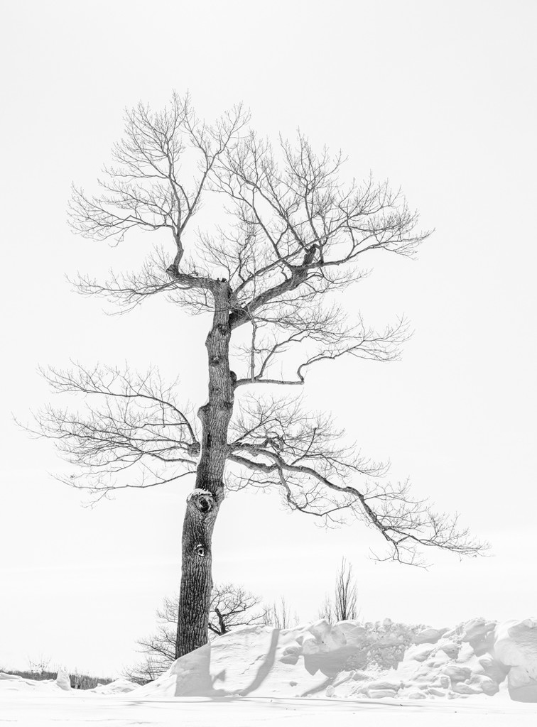 Leafless Tree by sprphotos