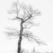 Leafless Tree by sprphotos