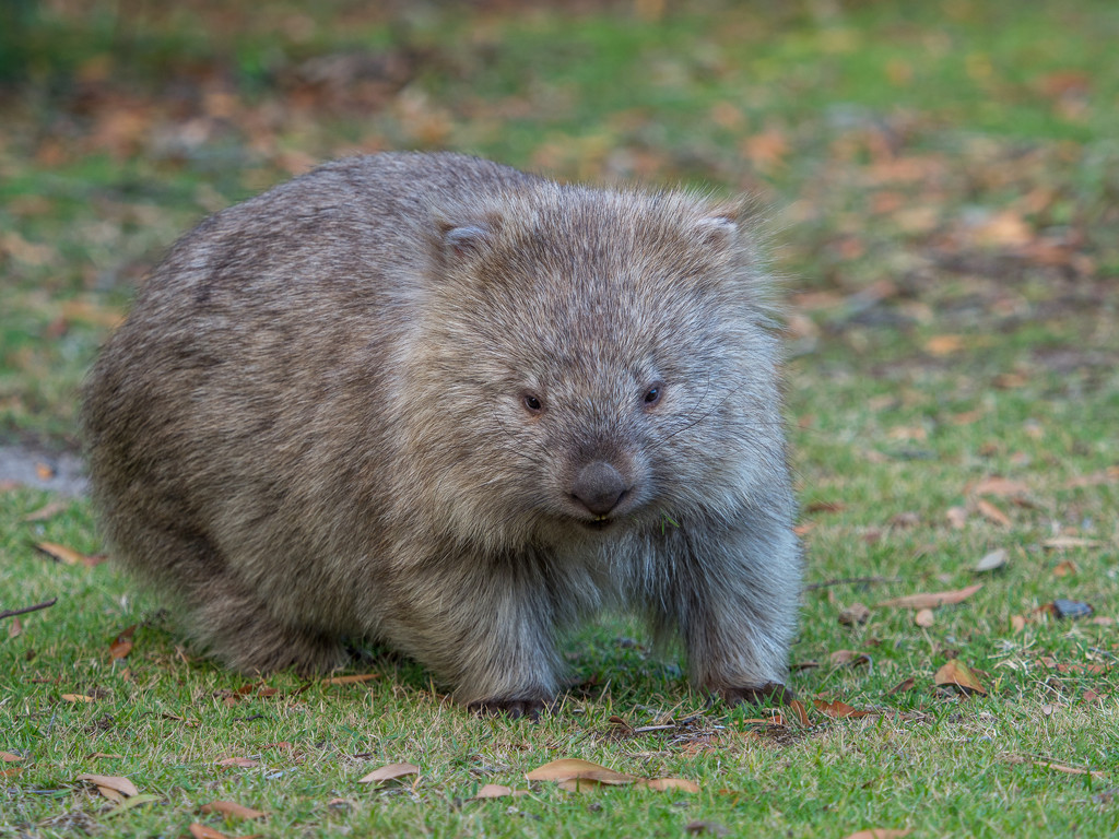 Wombat by gosia