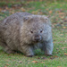 Wombat by gosia