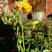 Daffodowndilly by daffodill
