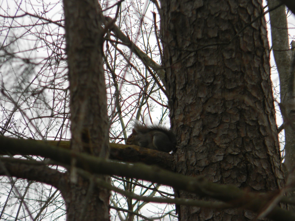 Squirrel Sitting in Tree by sfeldphotos