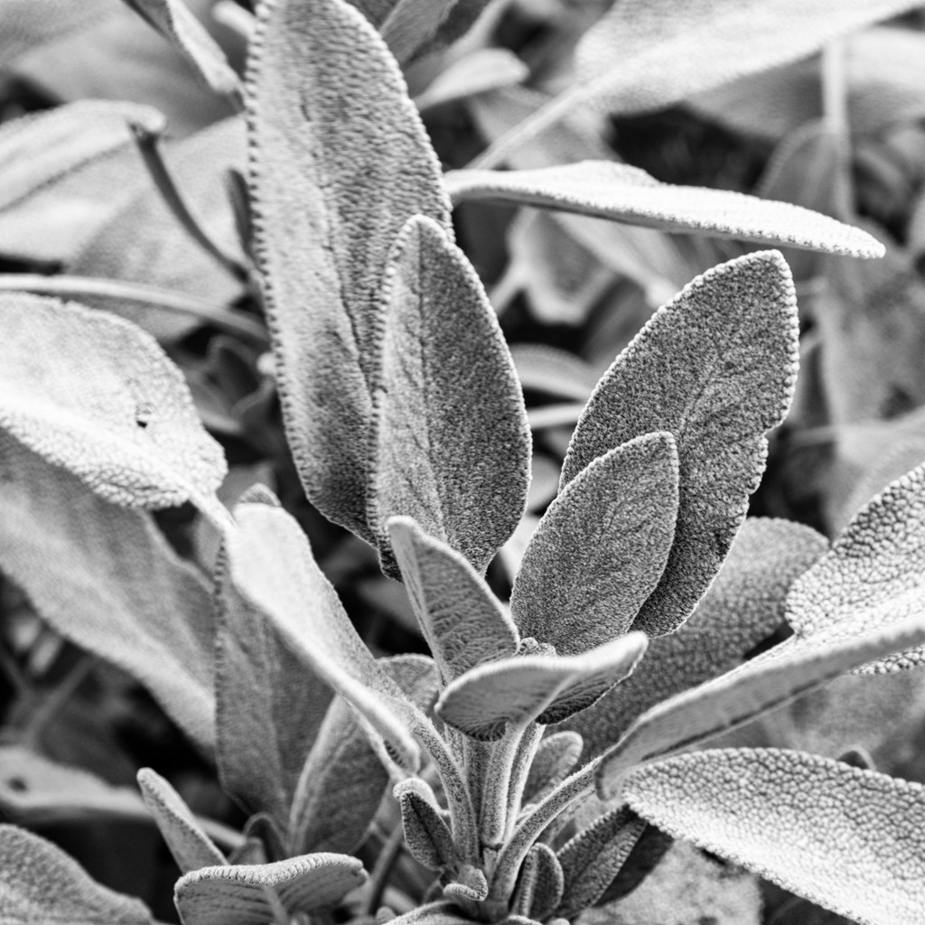 Sage Leaves by yorkshirekiwi