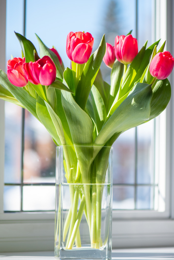 Tulips are always a good idea 58/365 by dora