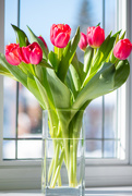 26th Feb 2021 - Tulips are always a good idea 58/365
