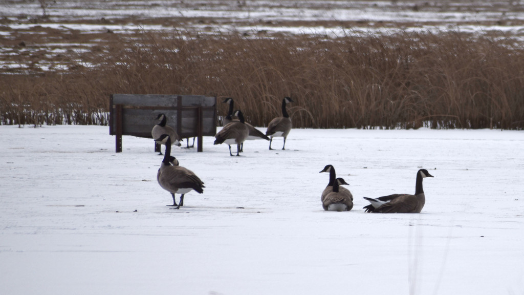 Canadian Geese by bjywamer