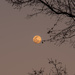 This Weeks Full Moon ! by rickster549