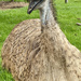 Emu by kjarn