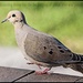 Mourning Dove by madamelucy