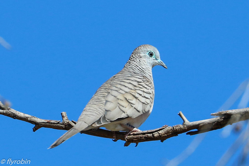 Peaceful dove by flyrobin