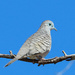 Peaceful dove by flyrobin