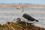 12th Feb 2021 - Pacific Gulls