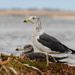 Pacific Gulls by flyrobin