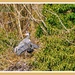 Nesting Grey Herons by carolmw