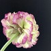 First ranunculus by momamo