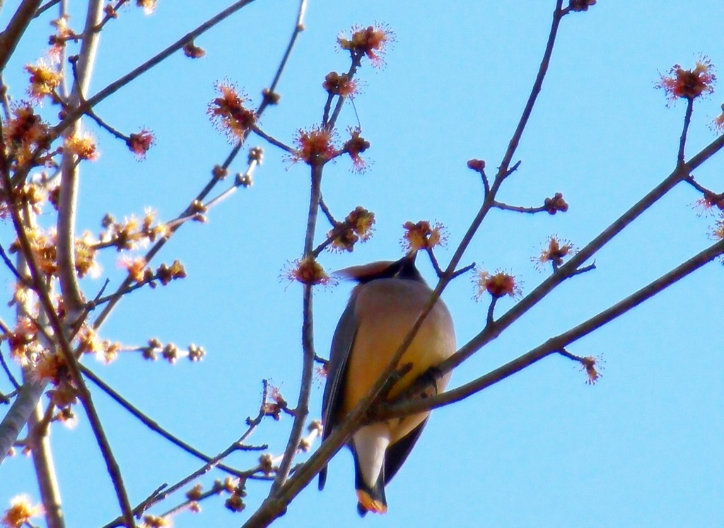 Red bud maple blossoms and cedar waxwings... by marlboromaam