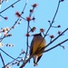 Red bud maple blossoms and cedar waxwings... by marlboromaam