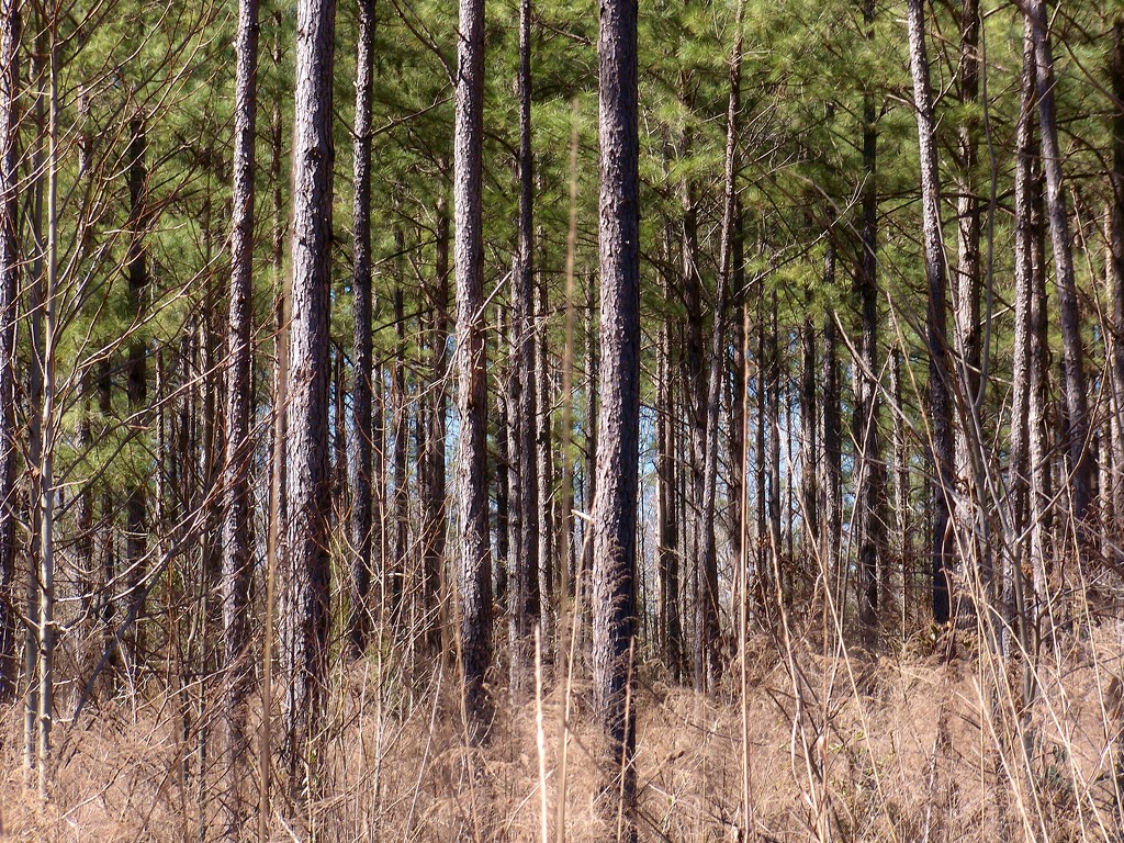 Pine forests... by marlboromaam