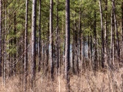 28th Feb 2021 - Pine forests...