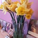 A vase of Daffodils  by grace55