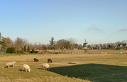 27th Feb 2021 - Dutch landscape