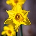 The Dafs Are Out by billyboy