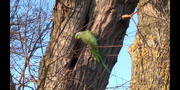 27th Feb 2021 - Parakeet