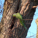 Parakeet by moirab