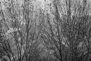 27th Feb 2021 - FOR2021 - Trees In Black & White