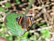 27th Feb 2021 - First butterfly of the year!