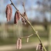 Catkins by tinley23