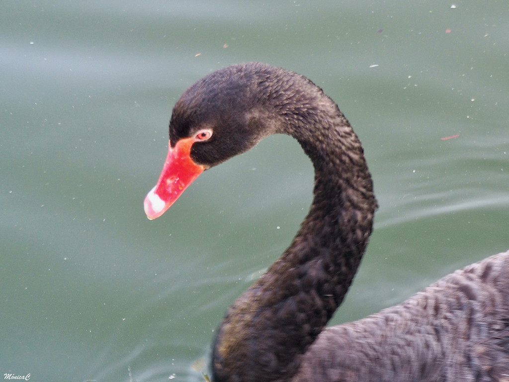 Black swan by monicac