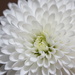 Macro flower by dianefalconer