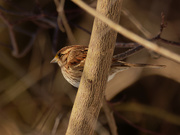 27th Feb 2021 - White-throated sparrow 