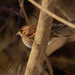 White-throated sparrow  by rminer