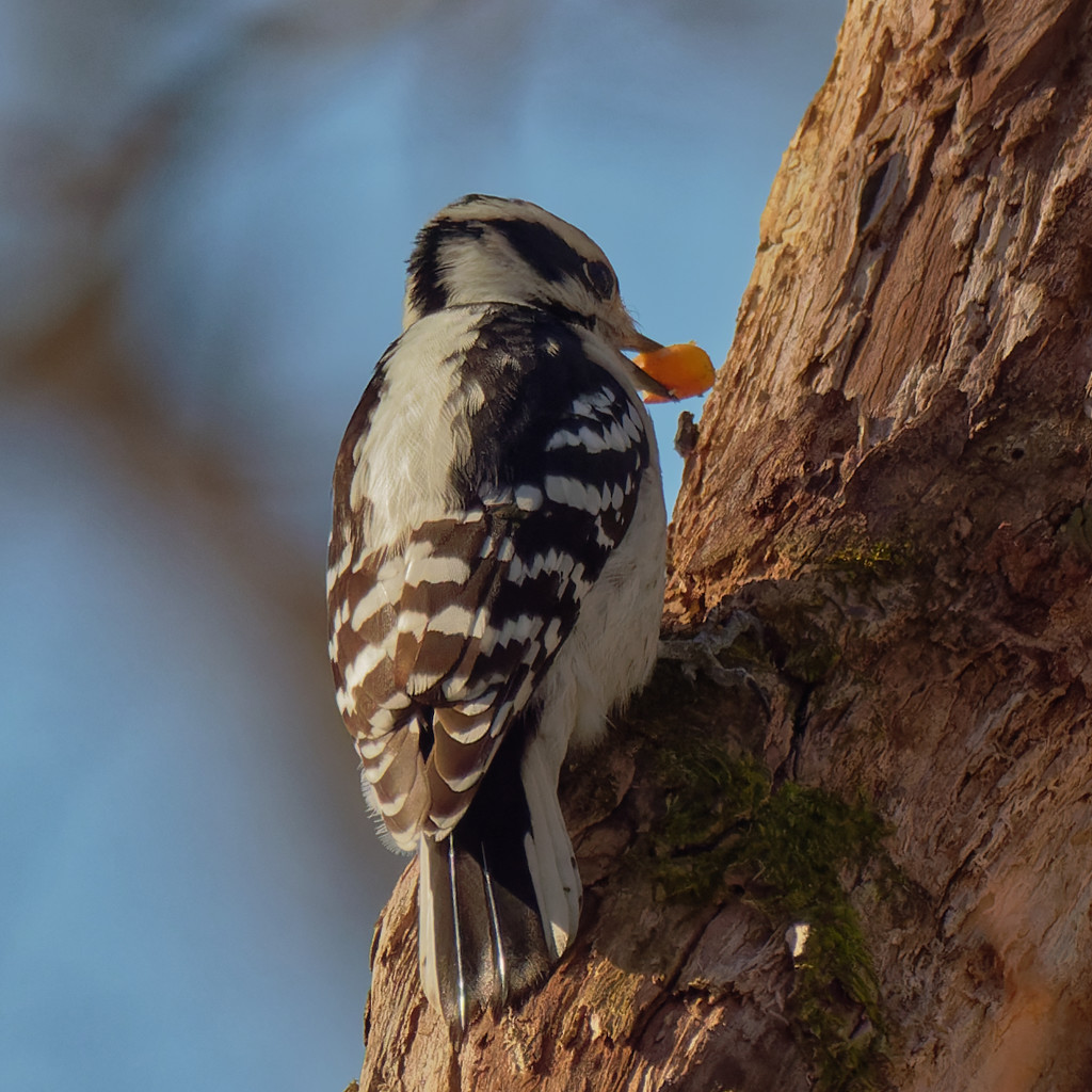 downy woodpecker closeup by rminer