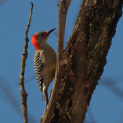 27th Feb 2021 - red-bellied woodpecker 